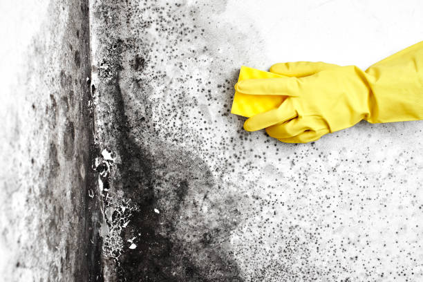 Best Toxic Mold Removal  in Hiller, PA