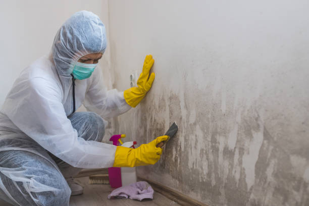 Best Attic Mold Removal  in Hiller, PA