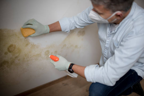 Best Home Mold Removal  in Hiller, PA