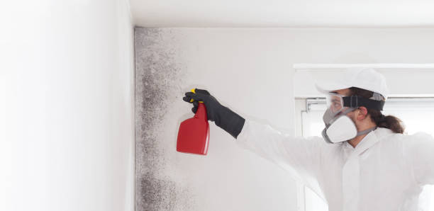 Mold Testing and Removal in Hiller, PA
