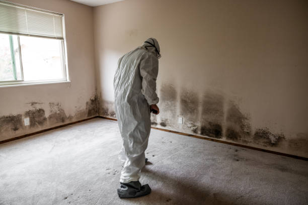 Best Professional Mold Removal  in Hiller, PA