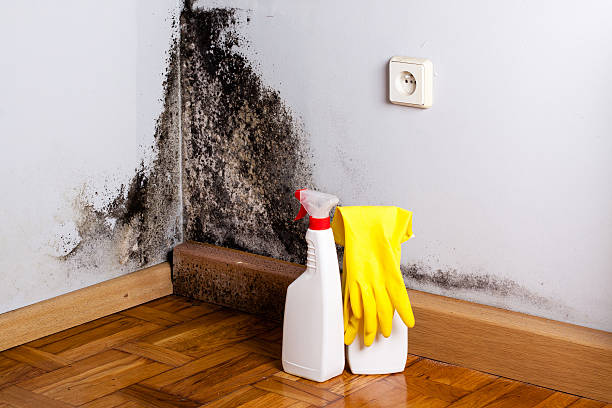 Mold Removal Process in Hiller, PA